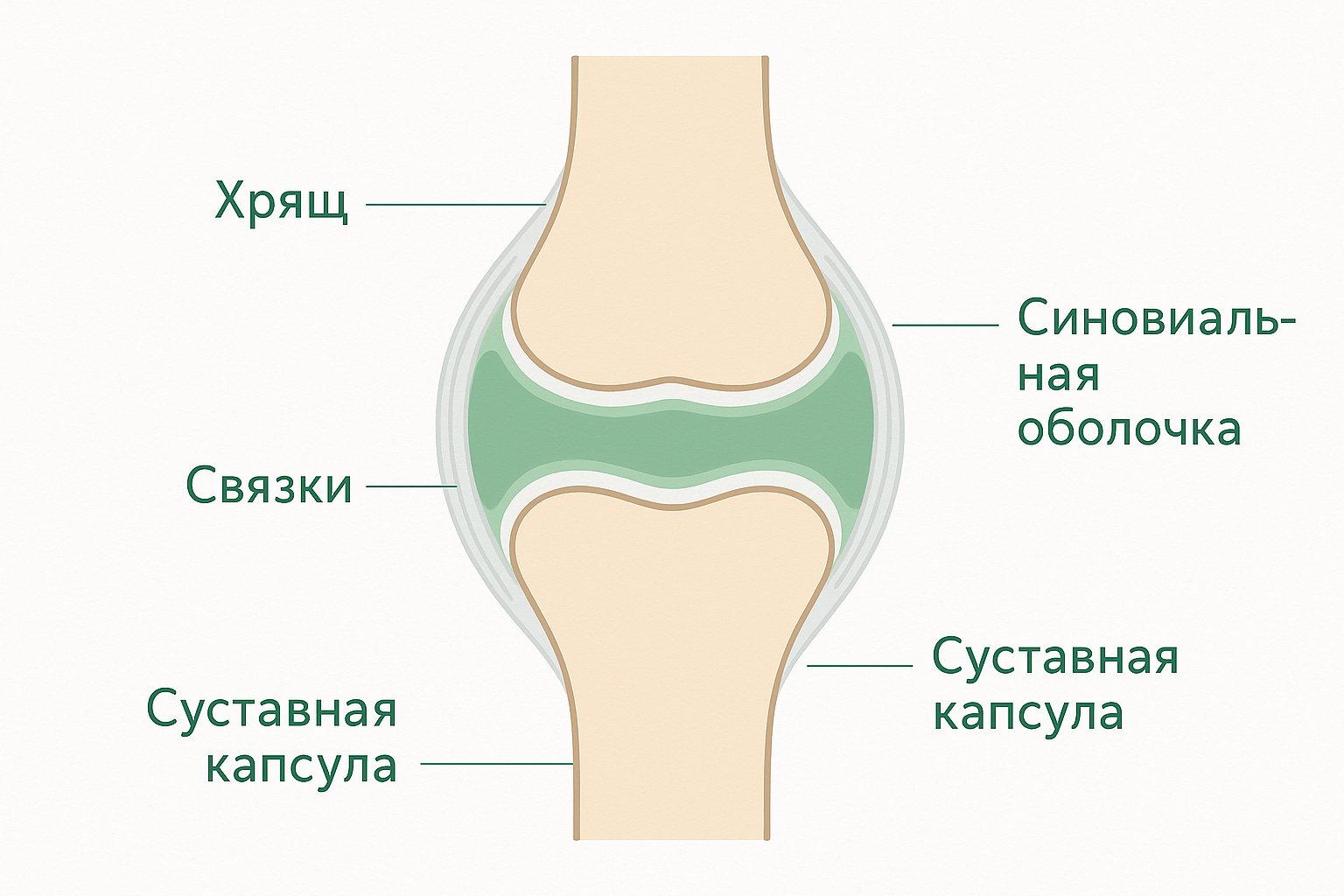 Схема сустава: хрящ, синовиальная оболочка, связки